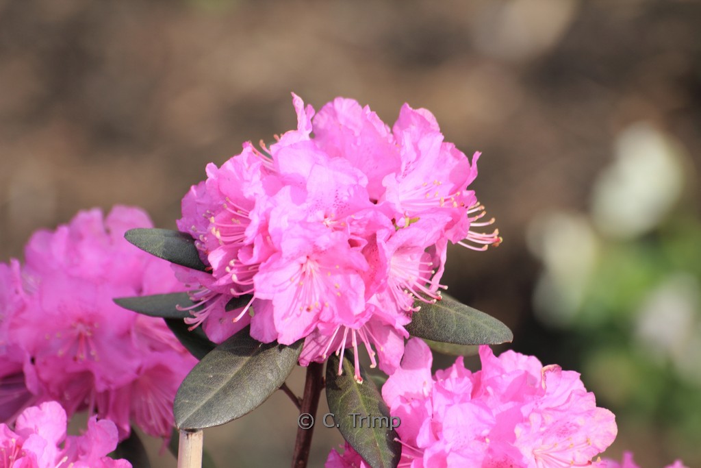 Rhododendron ‘P.J. Mezitt’