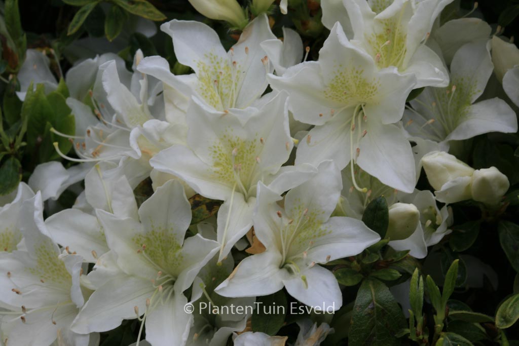 Rhododendron ‘Palestrina’ (Azalea)