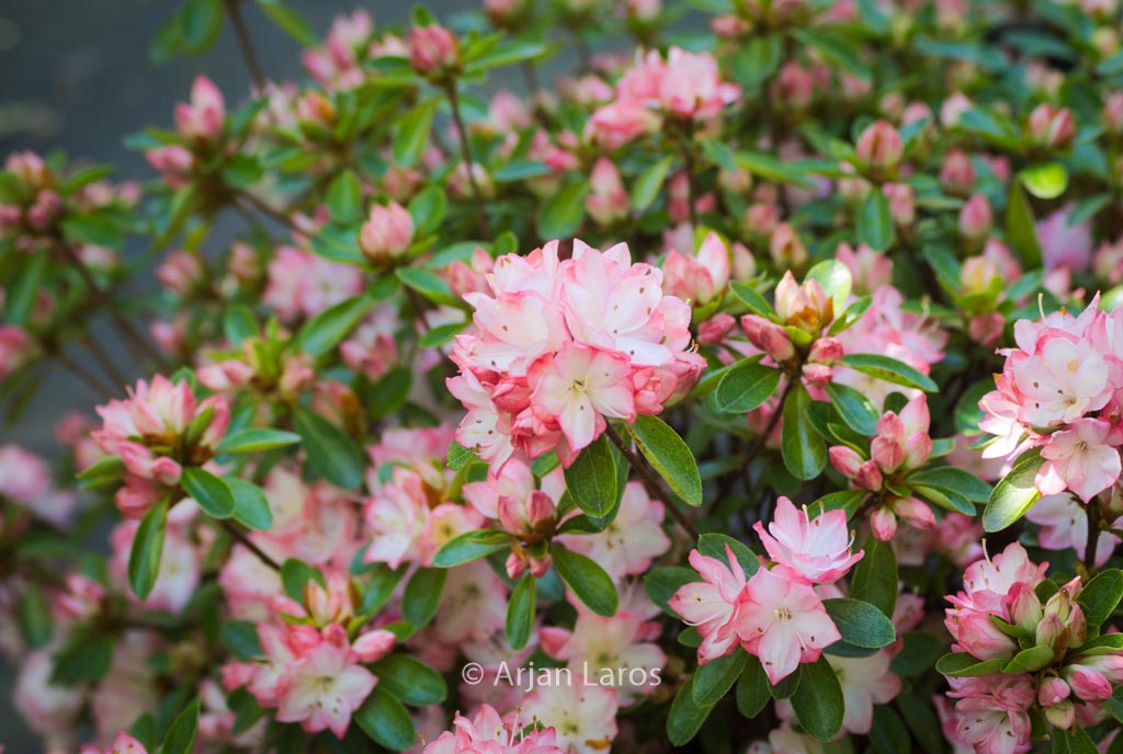 Rhododendron ‘Peggy Ann’ (Azalea)