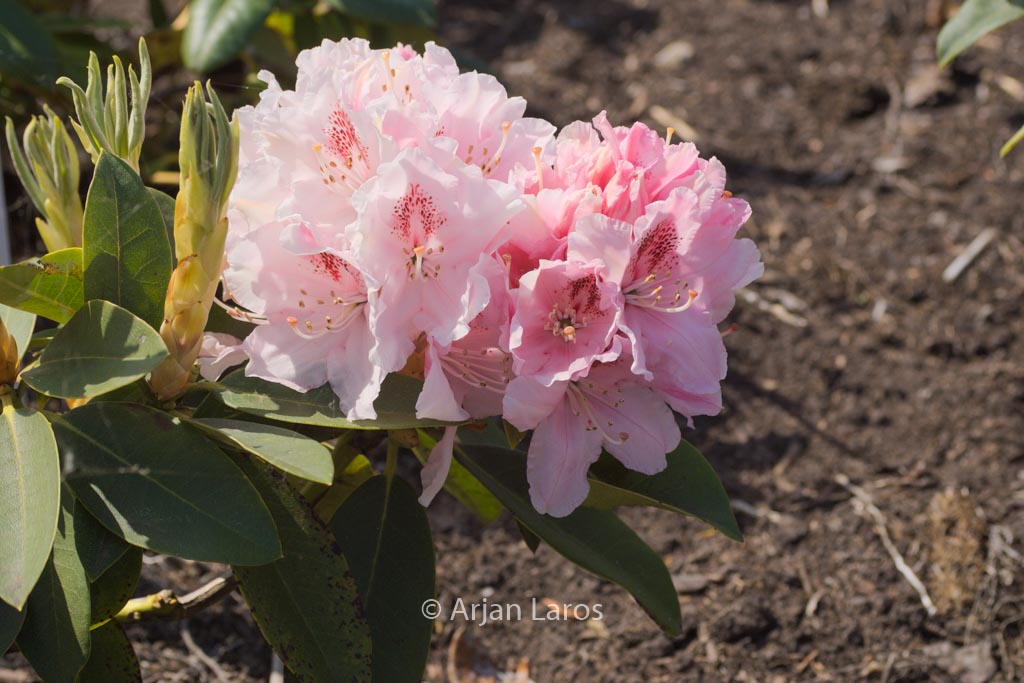 Rhododendron ‘Peggy Bannier’