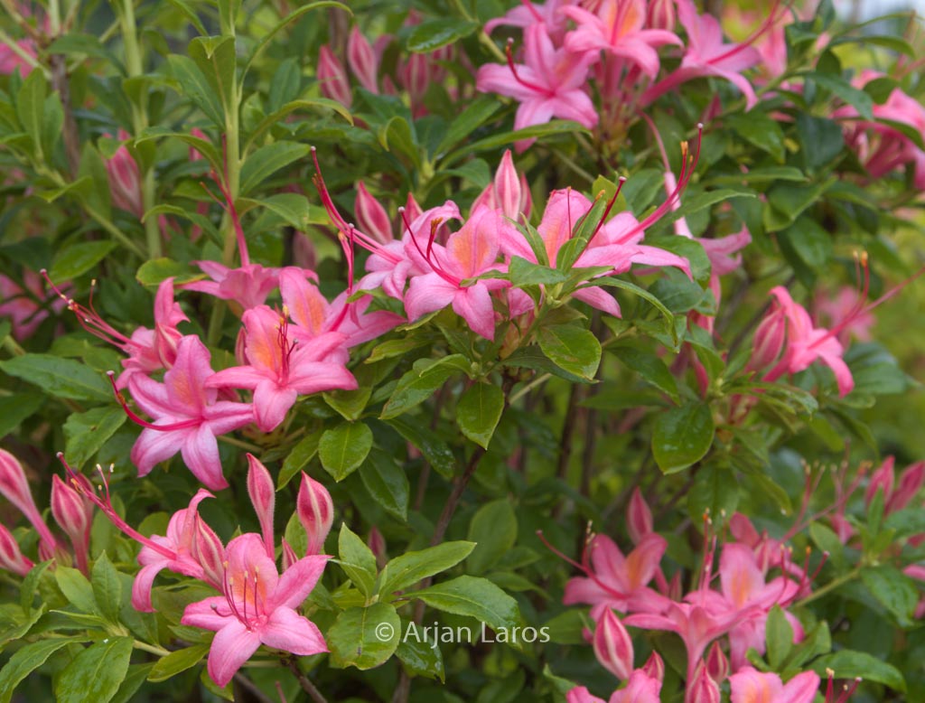 Rhododendron ‘Pennsylvania’ (Azalea)