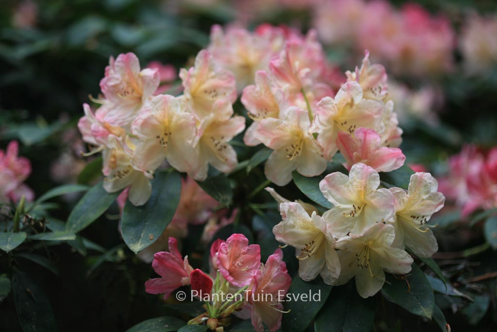 Rhododendron ‘Percy Wiseman’