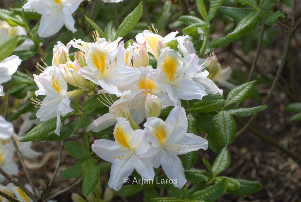 Rhododendron ‘Persil’ (Azalea)