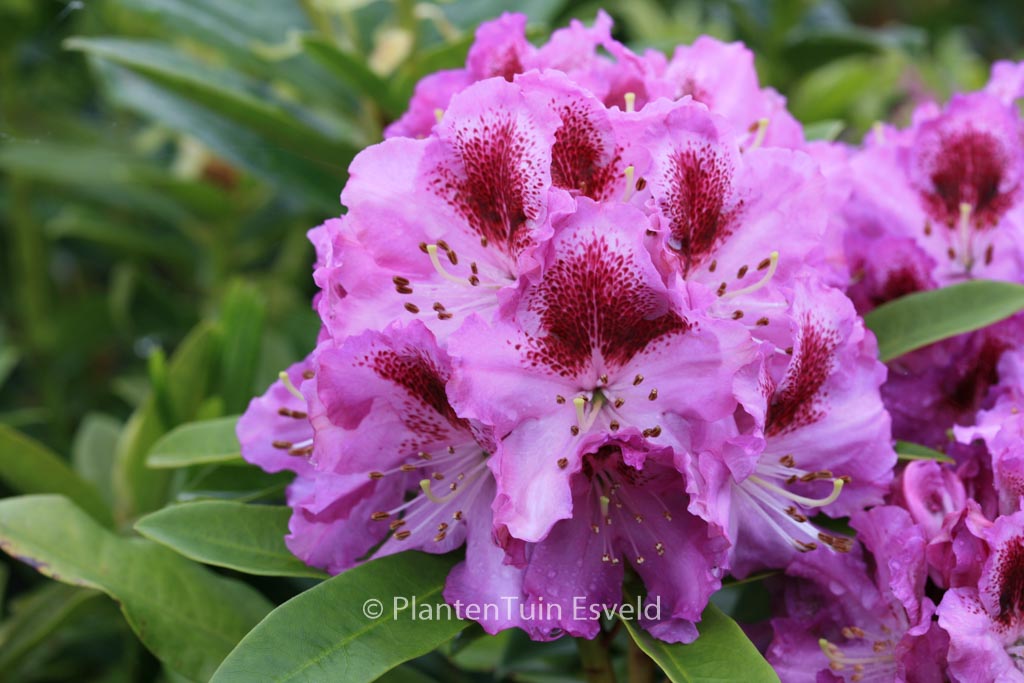 Rhododendron ‘Pfauenauge’