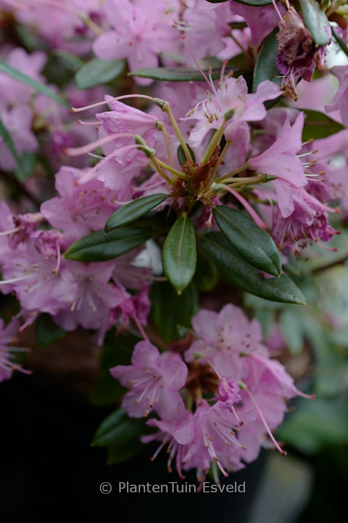 Rhododendron ‘Pintail’