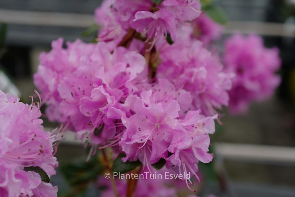 Rhododendron ‘Pioneer’