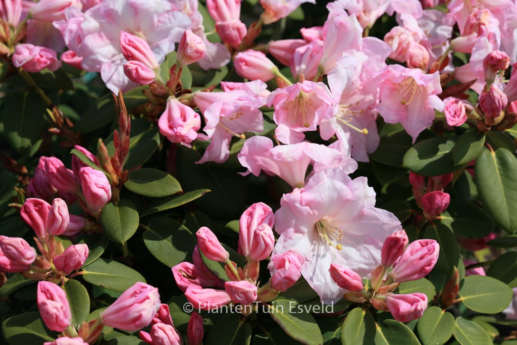 Rhododendron ‘Pipaluk’
