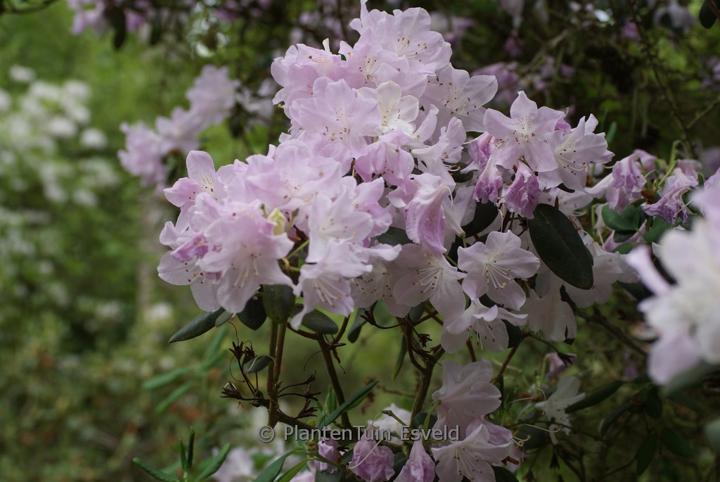 Rhododendron ‘Princesse Esmeralda’
