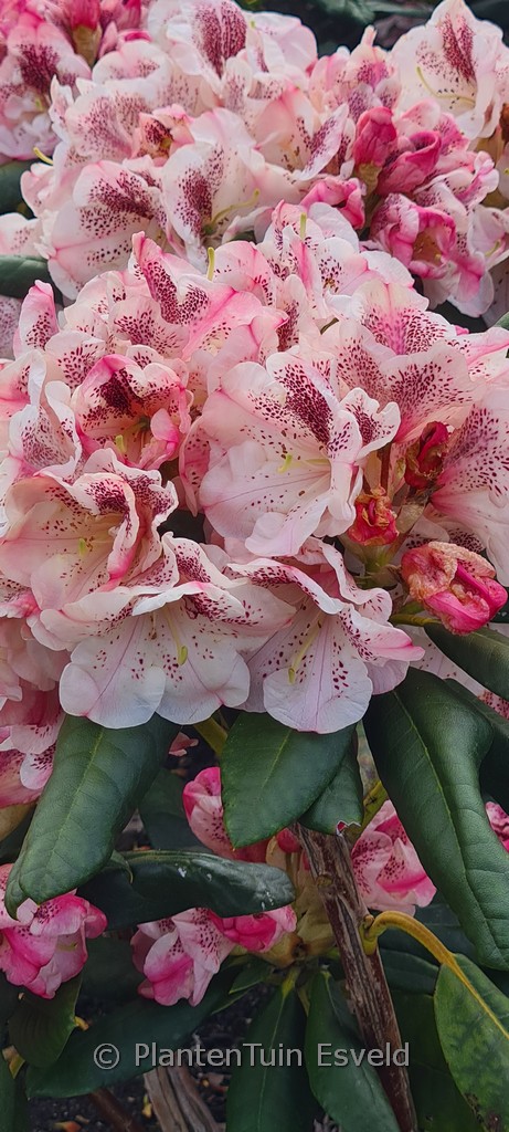Rhododendron ‘Prinses Maxima’