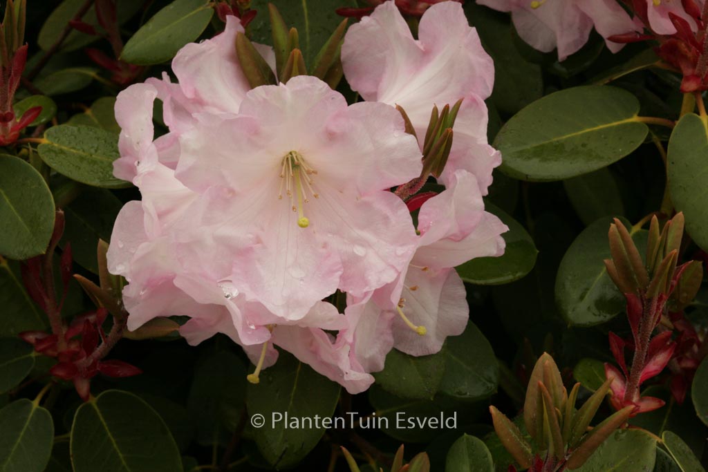 Rhododendron ‘Psyche’