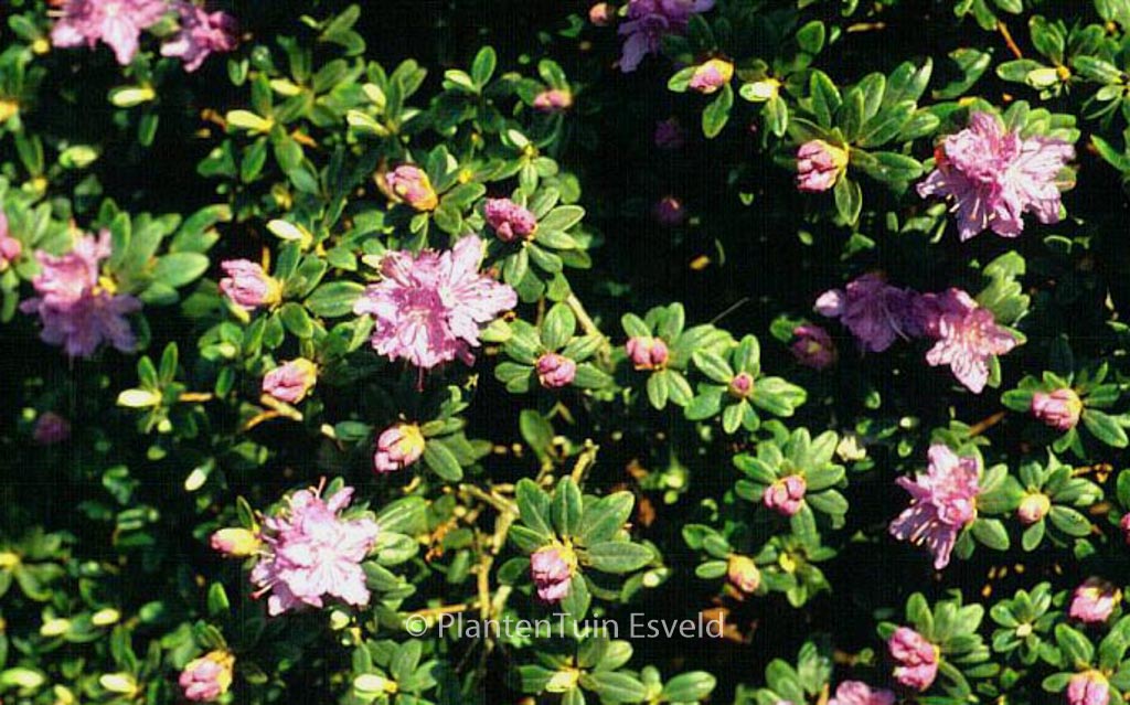Rhododendron ‘Purple Gem’