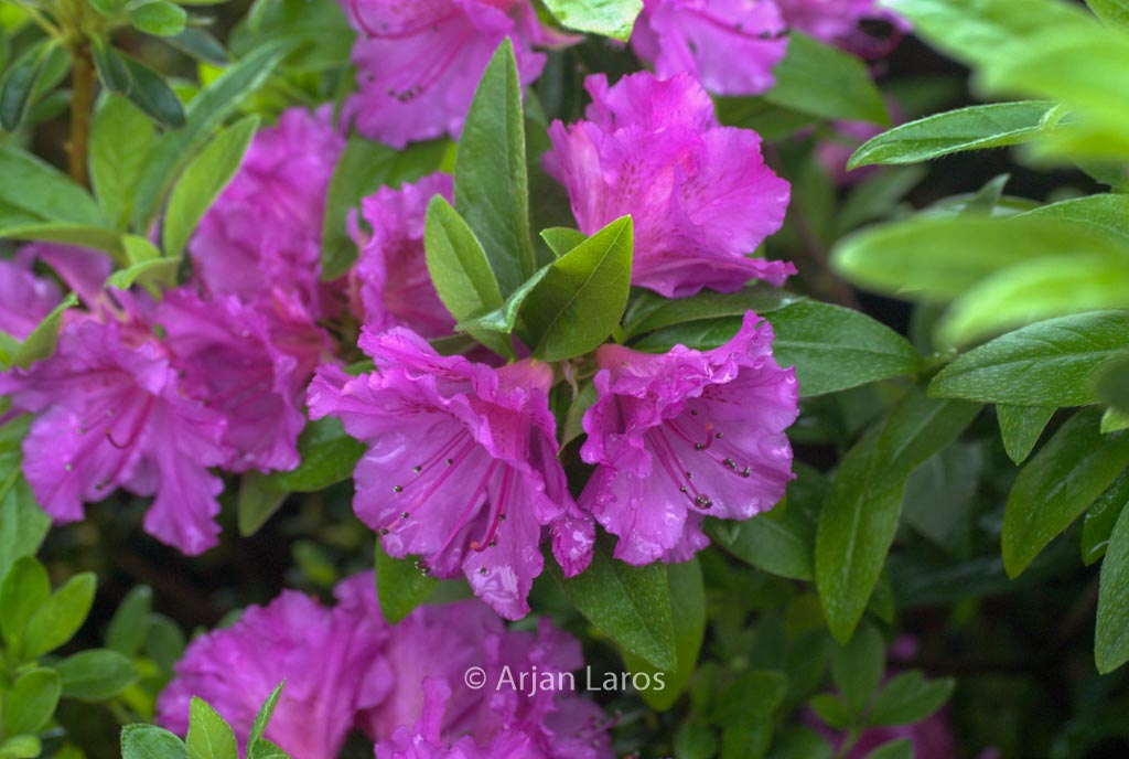 Rhododendron ‘Purple Splendor’ (Azalea)