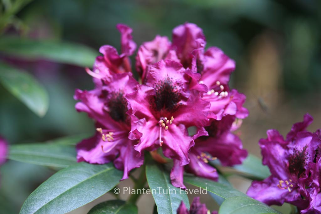 Rhododendron ‘Purple Splendour’