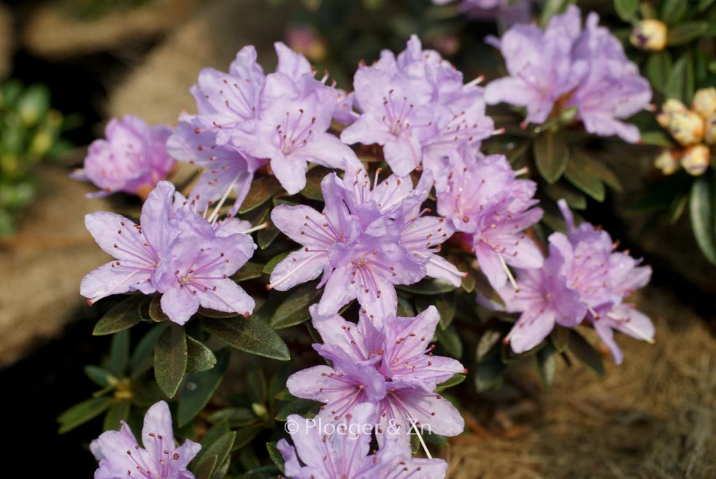 Rhododendron ‘Pygmaea’
