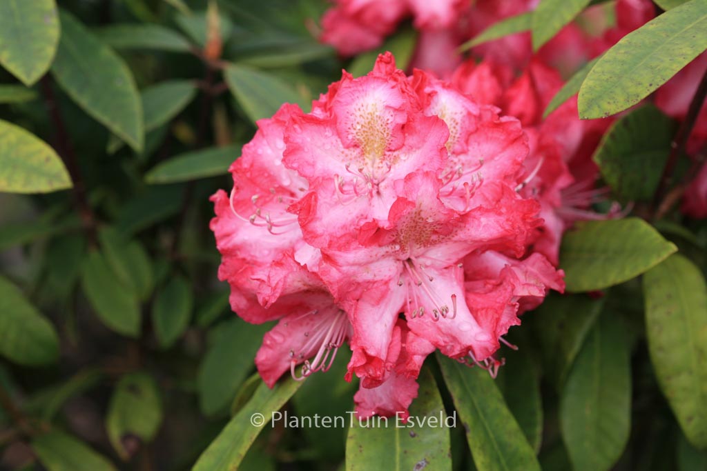 Rhododendron ‘R.S. Holford’