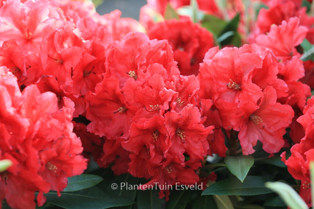 Rhododendron ‘Rabatz’