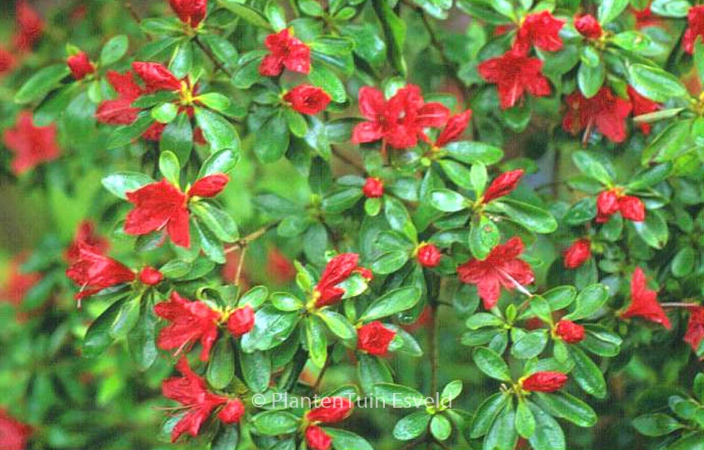 Rhododendron ‘Rashomon’ (Azalea)