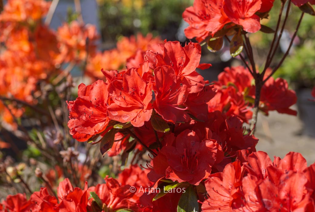 Rhododendron ‘Red Beauty’ (Azalea)