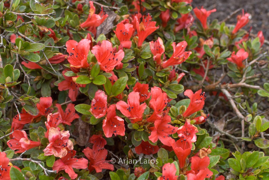 Rhododendron ‘Red Fountain’