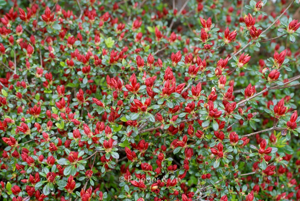 Rhododendron ‘Red Pimpernel’ (Azalea)