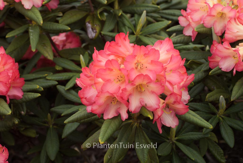 Rhododendron ‘Red Sorbet’
