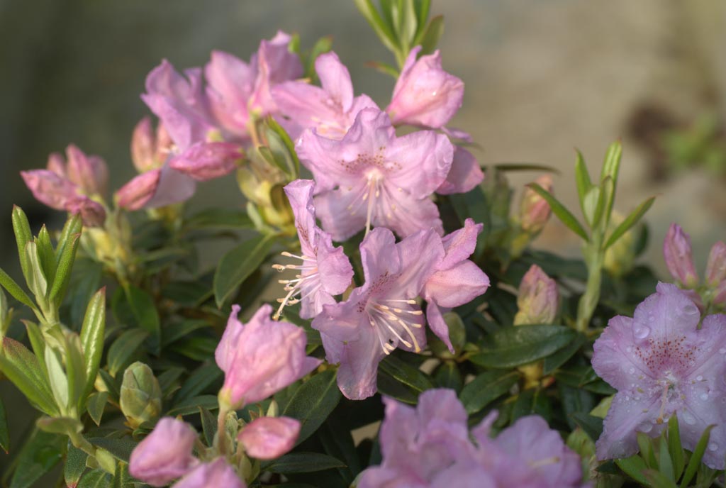 Rhododendron ‘Robert Seleger’