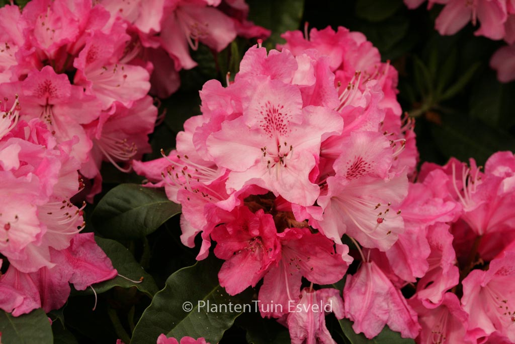 Rhododendron ‘Rocket’