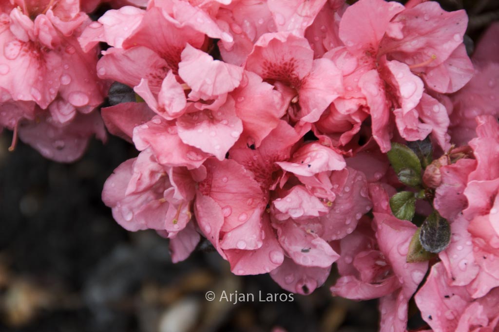 Rhododendron ‘Rokoko’ (Azalea)
