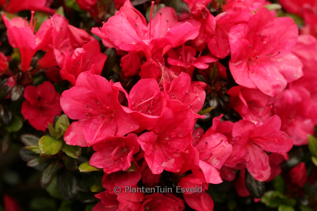Rhododendron ‘Rosalie’ (Azalea)