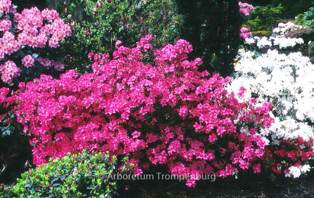 Rhododendron ‘Rosalind’ (Azalea)