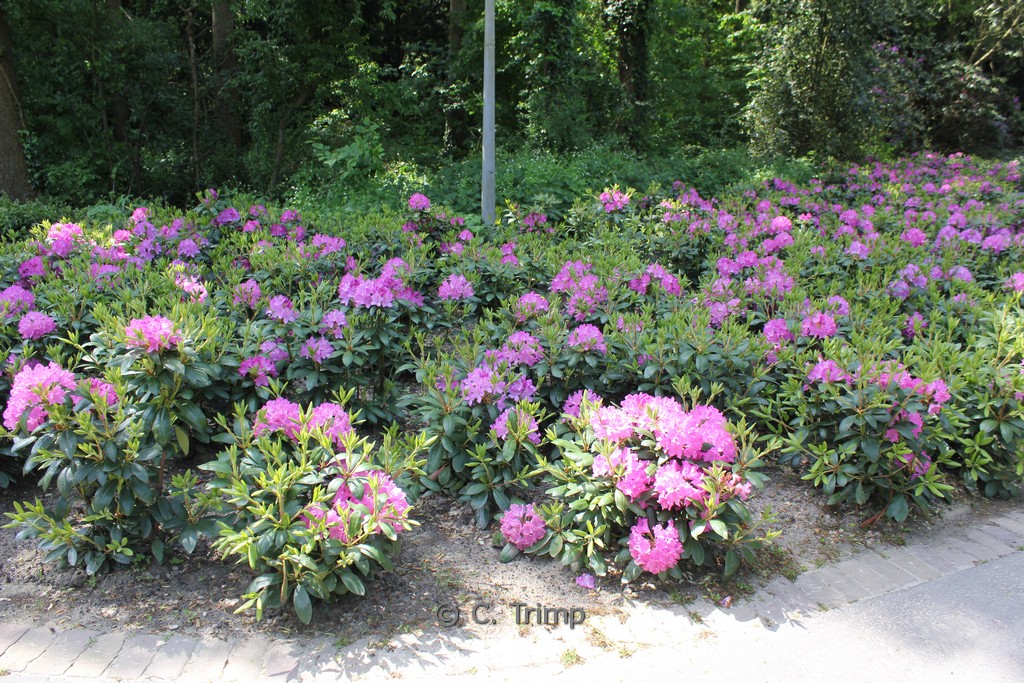 Rhododendron ‘Roseum Elegans’