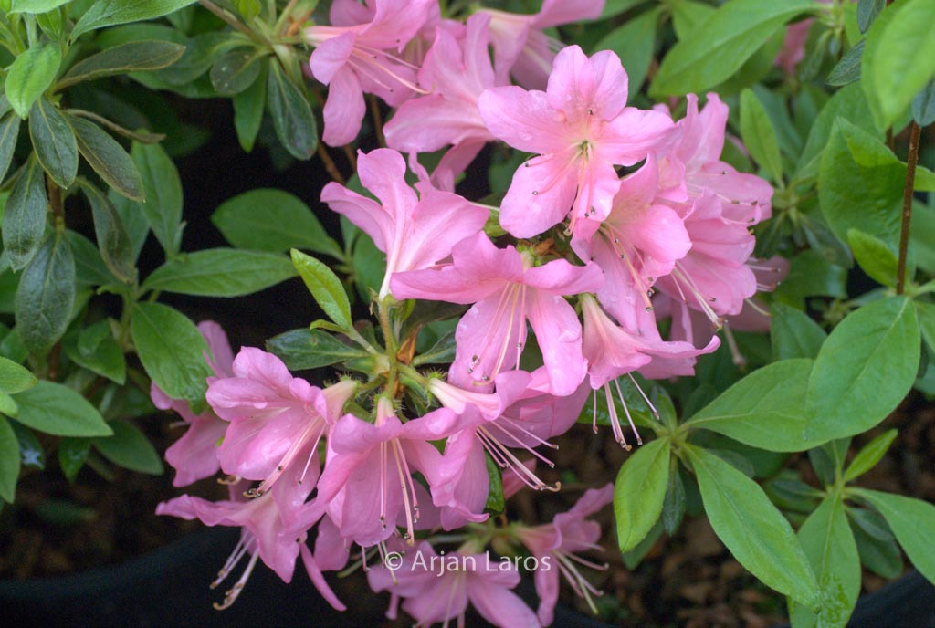 Rhododendron ‘Royal Pink’ (Azalea)