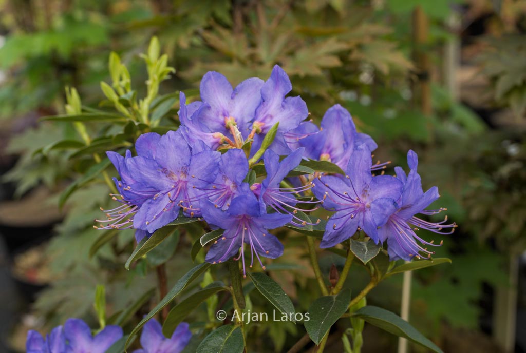 Rhododendron ‘Russautinii’