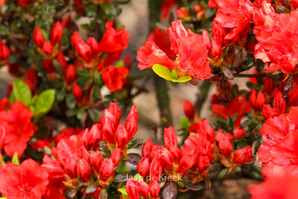 Rhododendron ‘Santa Maria’ (Azalea)