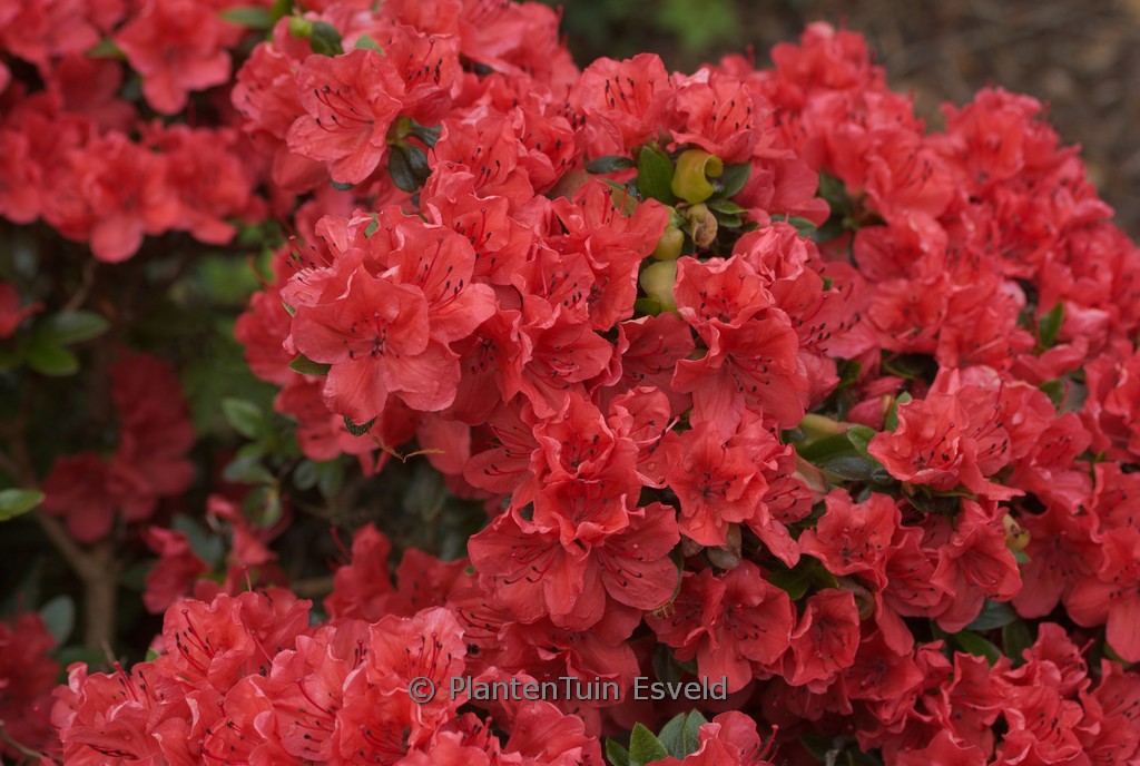 Rhododendron ‘Satschiko’ (GEISHA ORANGE) (Aza
