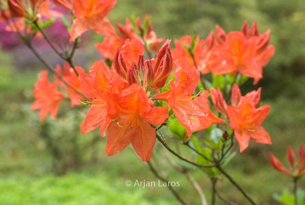 Rhododendron ‘Saturnus’ (Azalea)