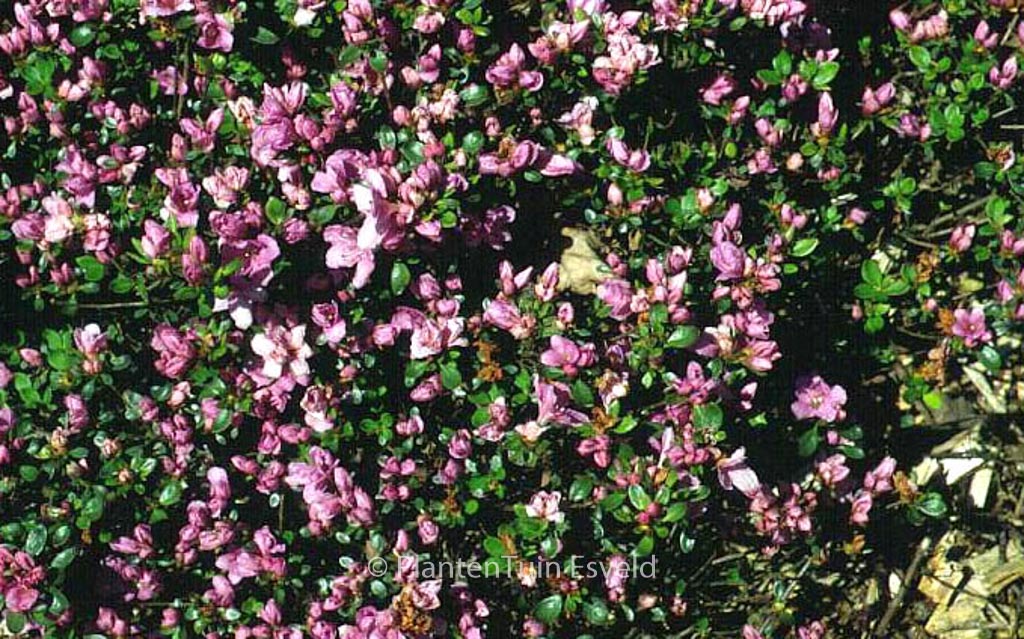 Rhododendron ‘Sazava’ (Azalea)