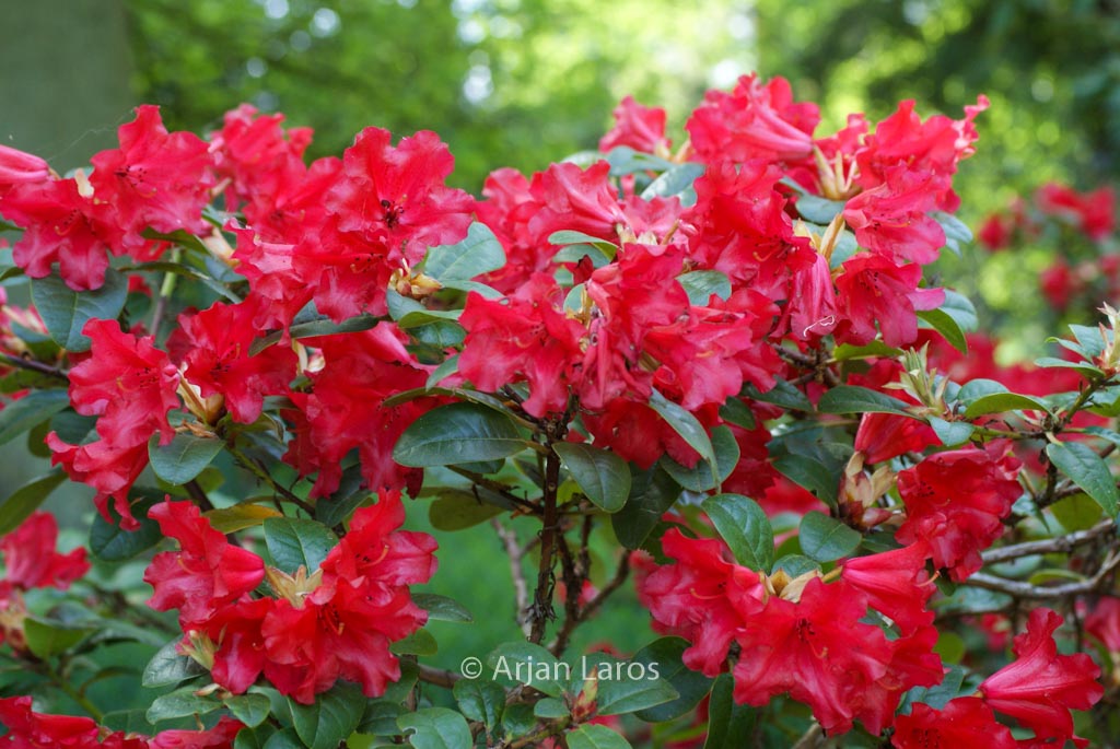 Rhododendron ‘Scarlet Wonder’