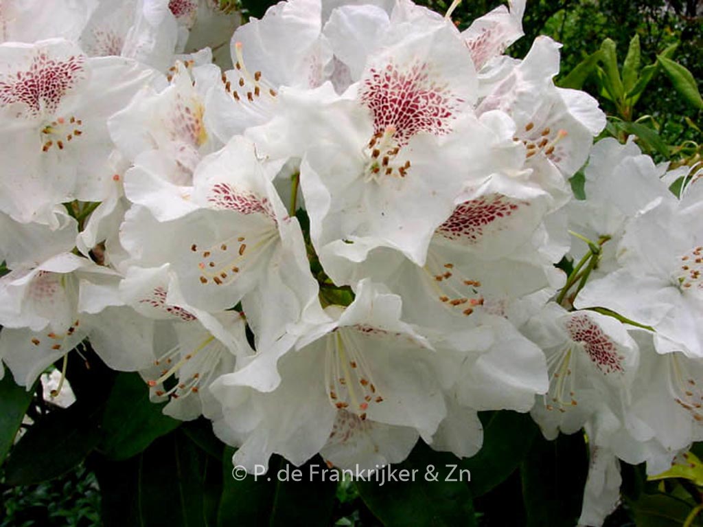 Rhododendron ‘Schneebukett’