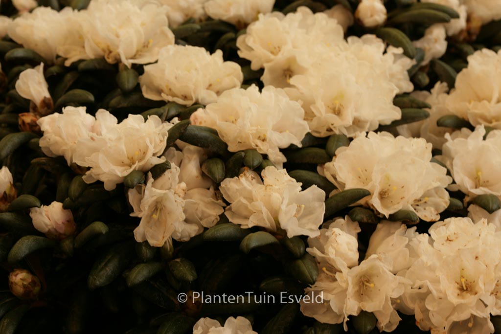 Rhododendron ‘Schneekissen’