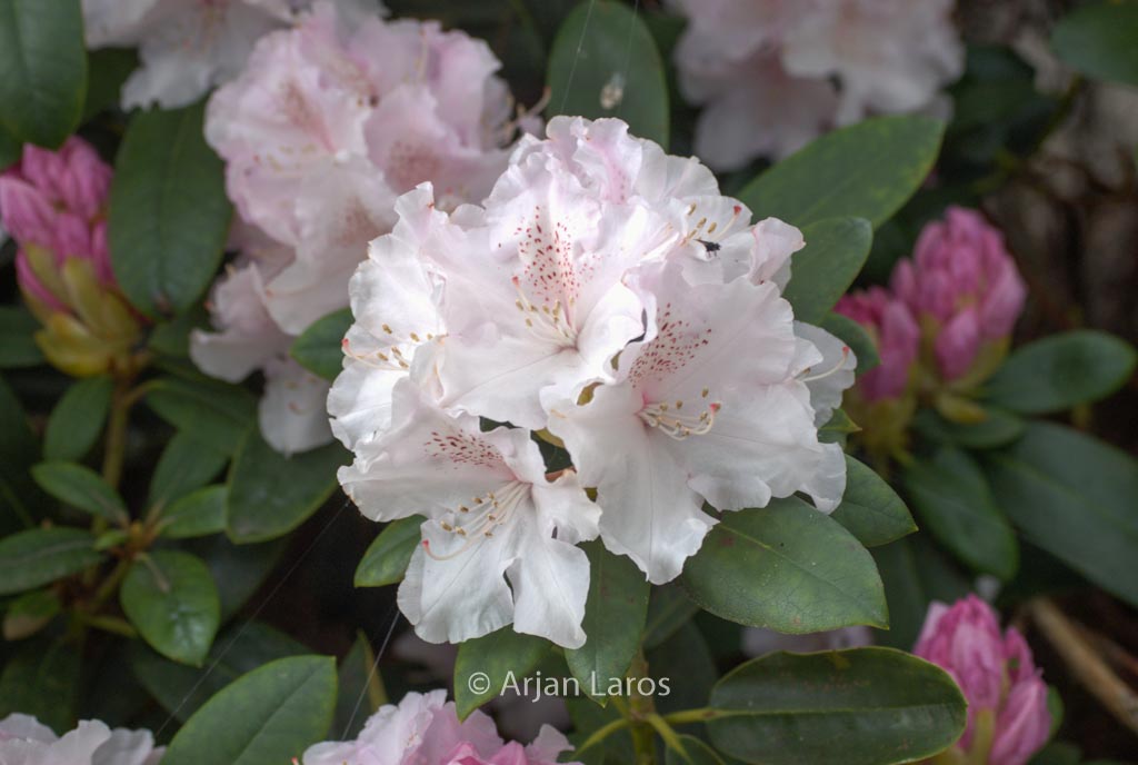 Rhododendron ‘Schneekrone’