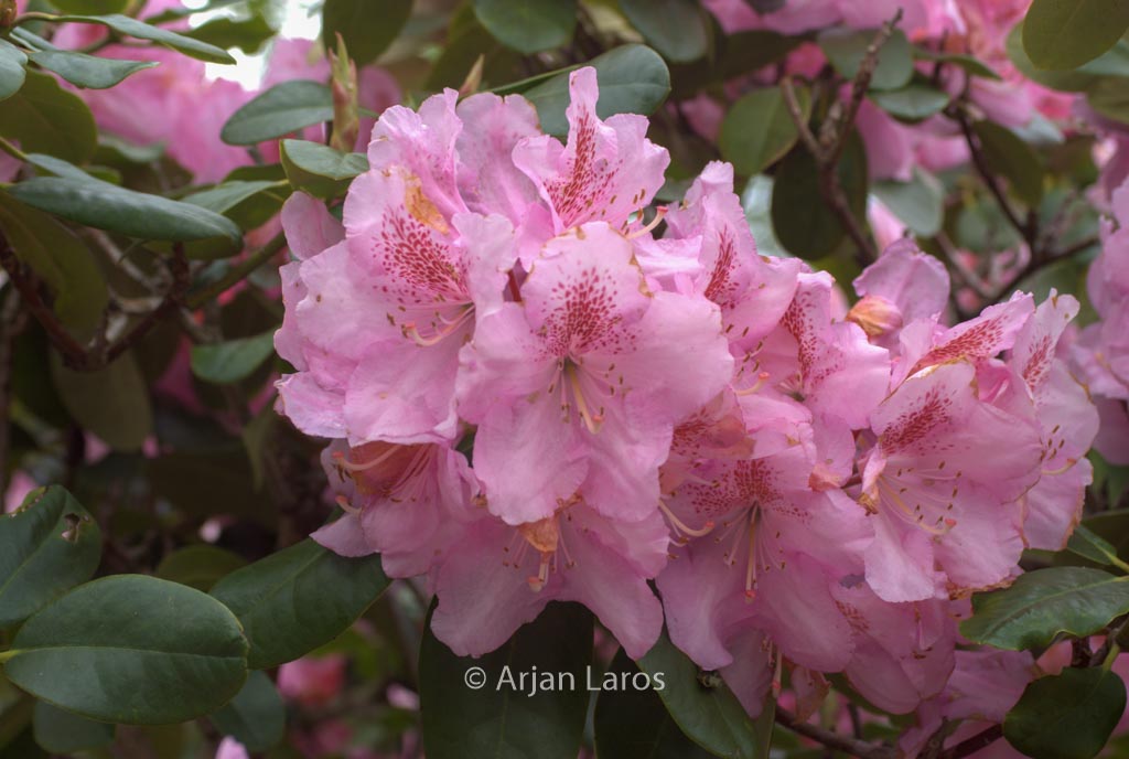 Rhododendron ‘Scintillation’