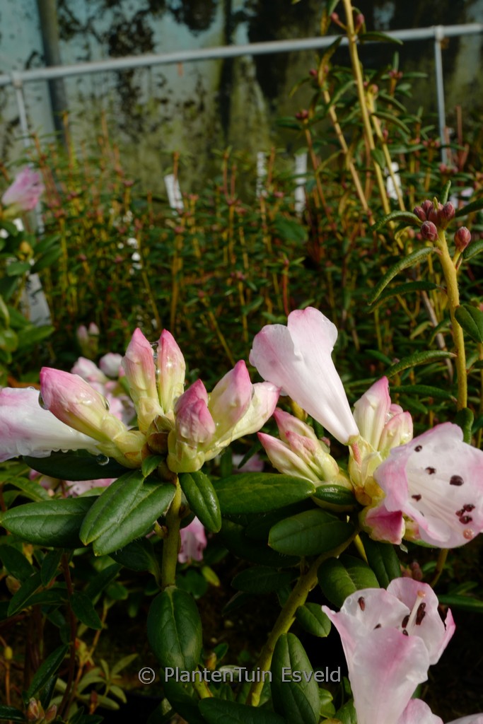 Rhododendron ‘Seta’