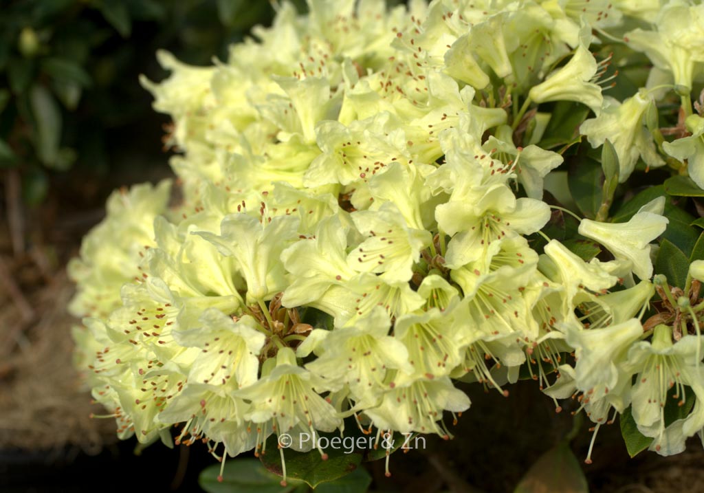Rhododendron ‘Shamrock’