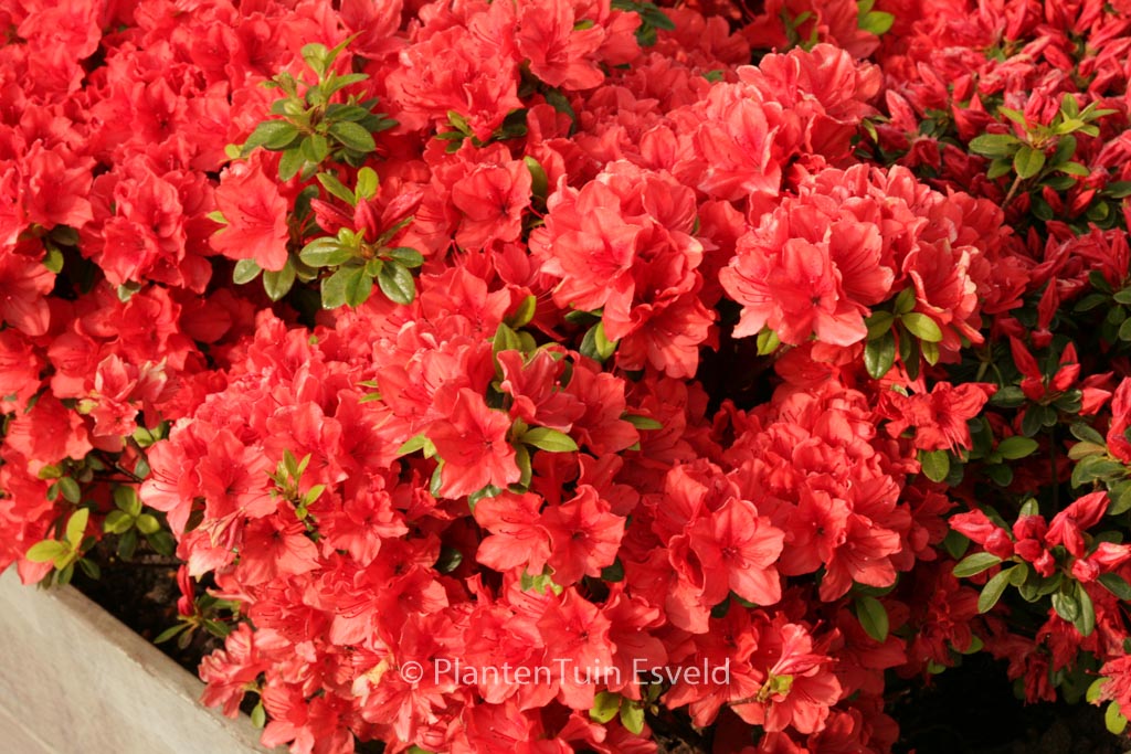 Rhododendron ‘Signalgluehen’ (Azalea)