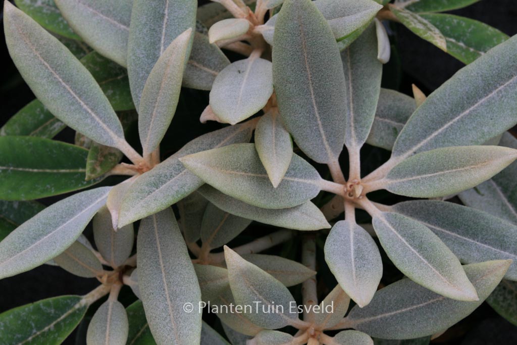Rhododendron ‘Silbervelours’