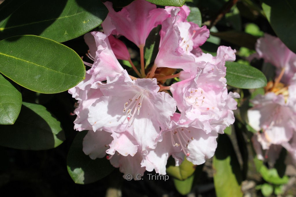 Rhododendron ‘Silberwolke’
