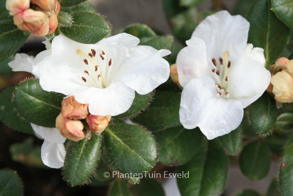 Rhododendron ‘Silk Cap’