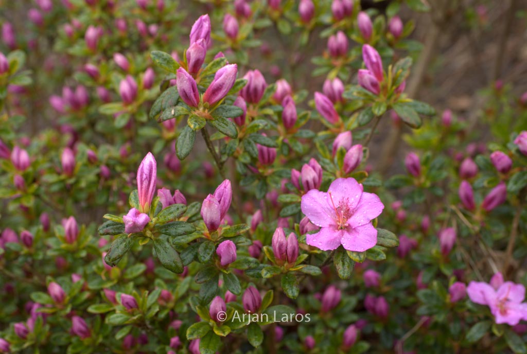 Rhododendron ‘Simplon’ (Azalea)