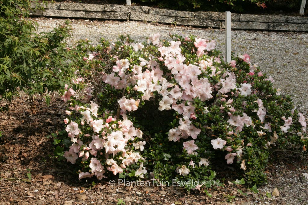 Rhododendron ‘Sir Robert’ (Azalea)